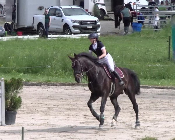 Reitturnier Basel Schänzli 2022
