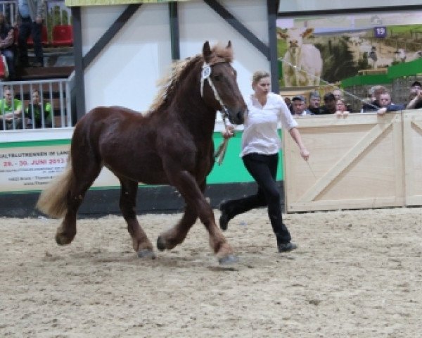 horse Caesar (Schleswig Heavy Draft, 2008, from Konsul) horse Caesar (Schleswig Heavy Draft, 2008, from Konsul)