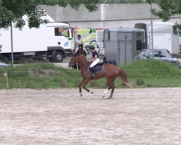 Reitturnier Basel Schänzli 2022