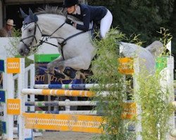 jumper Cazpar (Holsteiner, 2002, from Carry)