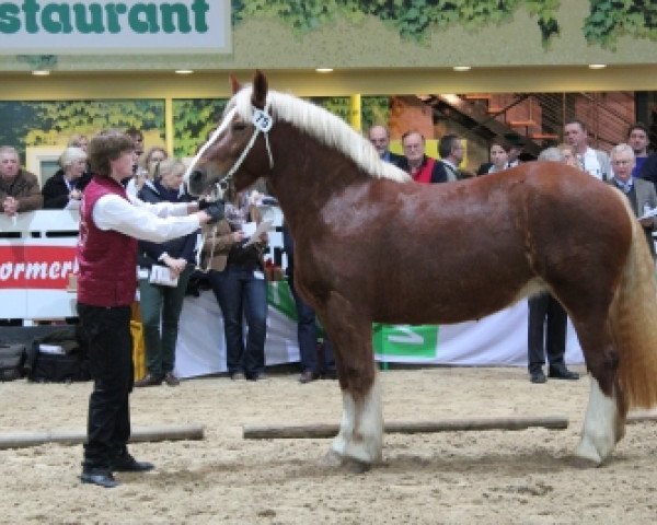 Zuchtstute Ruanda (Schleswiger Kaltblut, 2007, von Major) Zuchtstute Ruanda (Schleswiger Kaltblut, 2007, von Major)