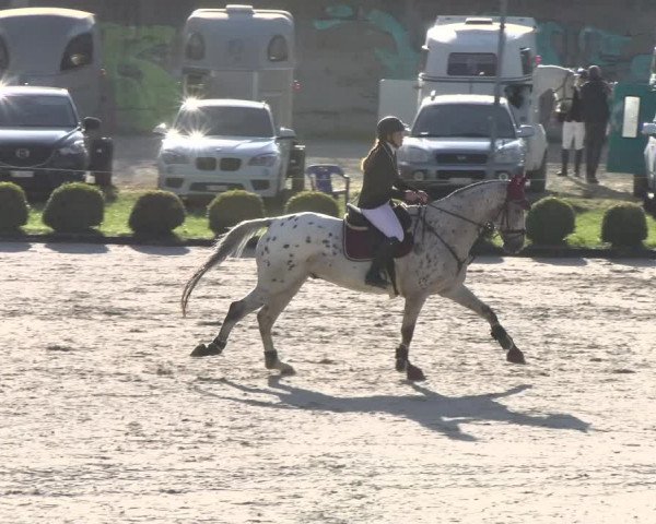 Reitturnier Basel Schänzli 2022