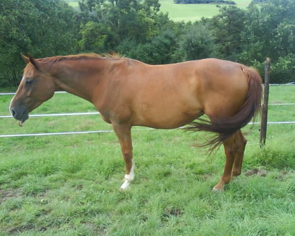 broodmare Laura Latoya (Bavarian, , from Argentinus) broodmare Laura Latoya (Bavarian, , from Argentinus)