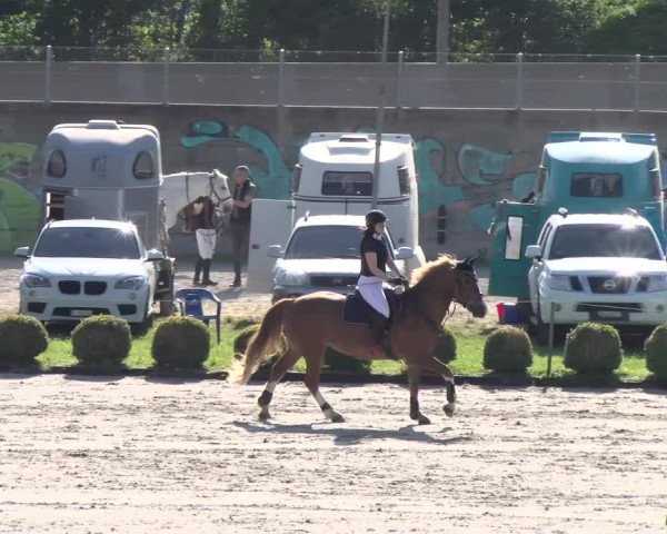 Reitturnier Basel Schänzli 2022