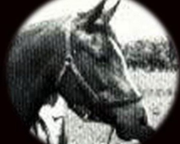 broodmare Rafla 1941 ox (Arabian purebred, 1941, from Raffles ox)