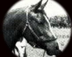 broodmare Rafla 1941 ox (Arabian purebred, 1941, from Raffles ox)