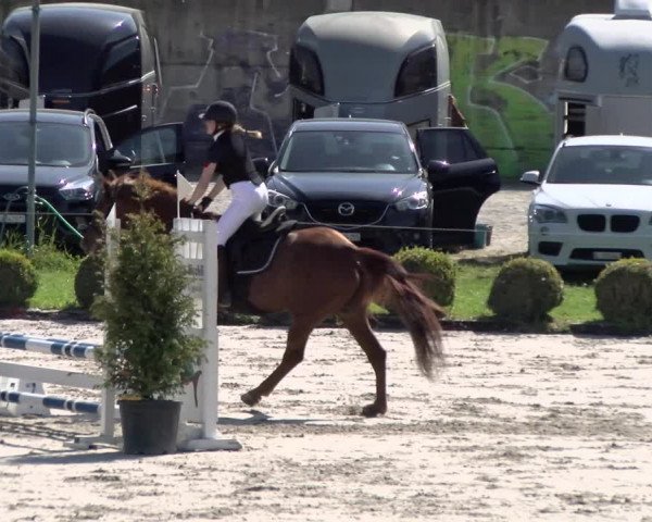 Reitturnier Basel Schänzli 2022