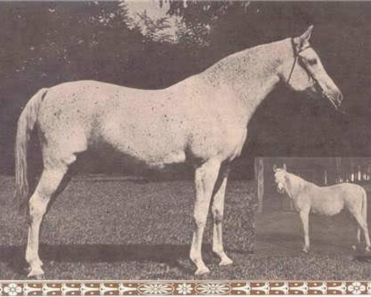 broodmare Roda 1931 EAO (Arabian purebred, 1931, from Mansour 1921 RAS)