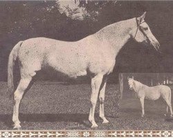 Zuchtstute Roda 1931 EAO (Vollblutaraber, 1931, von Mansour 1921 RAS)