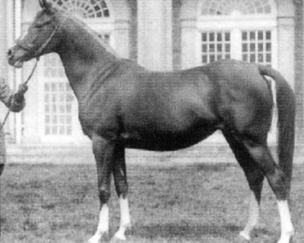 broodmare Rissla 1917 ox (Arabian purebred, 1917, from Berk 1903 ox) broodmare Rissla 1917 ox (Arabian purebred, 1917, from Berk 1903 ox)