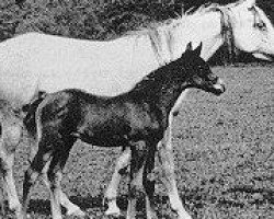 broodmare Rifala 1922 ox (Arabian purebred, 1922, from Skowronek 1909 ox)