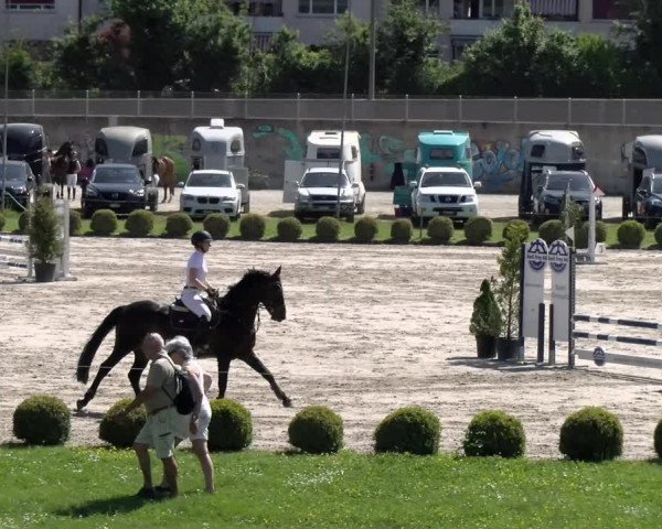Reitturnier Basel Schänzli 2022
