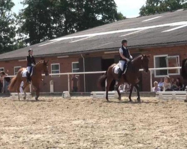 dressage horse Lennox 316 (Westphalian, 2006, from Lord Sinclair I)