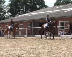 dressage horse Lennox 316 (Westphalian, 2006, from Lord Sinclair I)