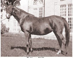 broodmare Hilwe 1920 ox (Arabian purebred, 1920, from Najib ox)
