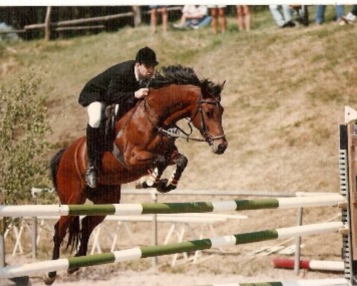 Chovná klisna Luca (Oldenburský kůň, 1991, od Labrador)