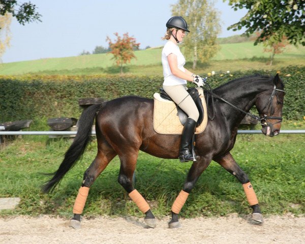 horse Winnetou 394 (Bavarian, 1989, from Wilder Kaiser xx)