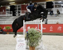 stallion Figo de Riverland (Selle Français, 2015, from Vigo d'Arsouilles)