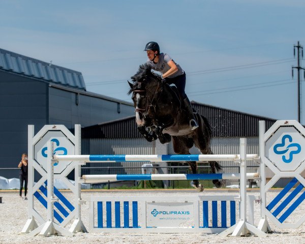 jumper F Karlindo (Polish Warmblood, 2013, from Rulon) jumper F Karlindo (Polish Warmblood, 2013, from Rulon)