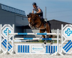 jumper Lincoln (KWPN (Royal Dutch Sporthorse), 2016, from Quickly de Kreisker)