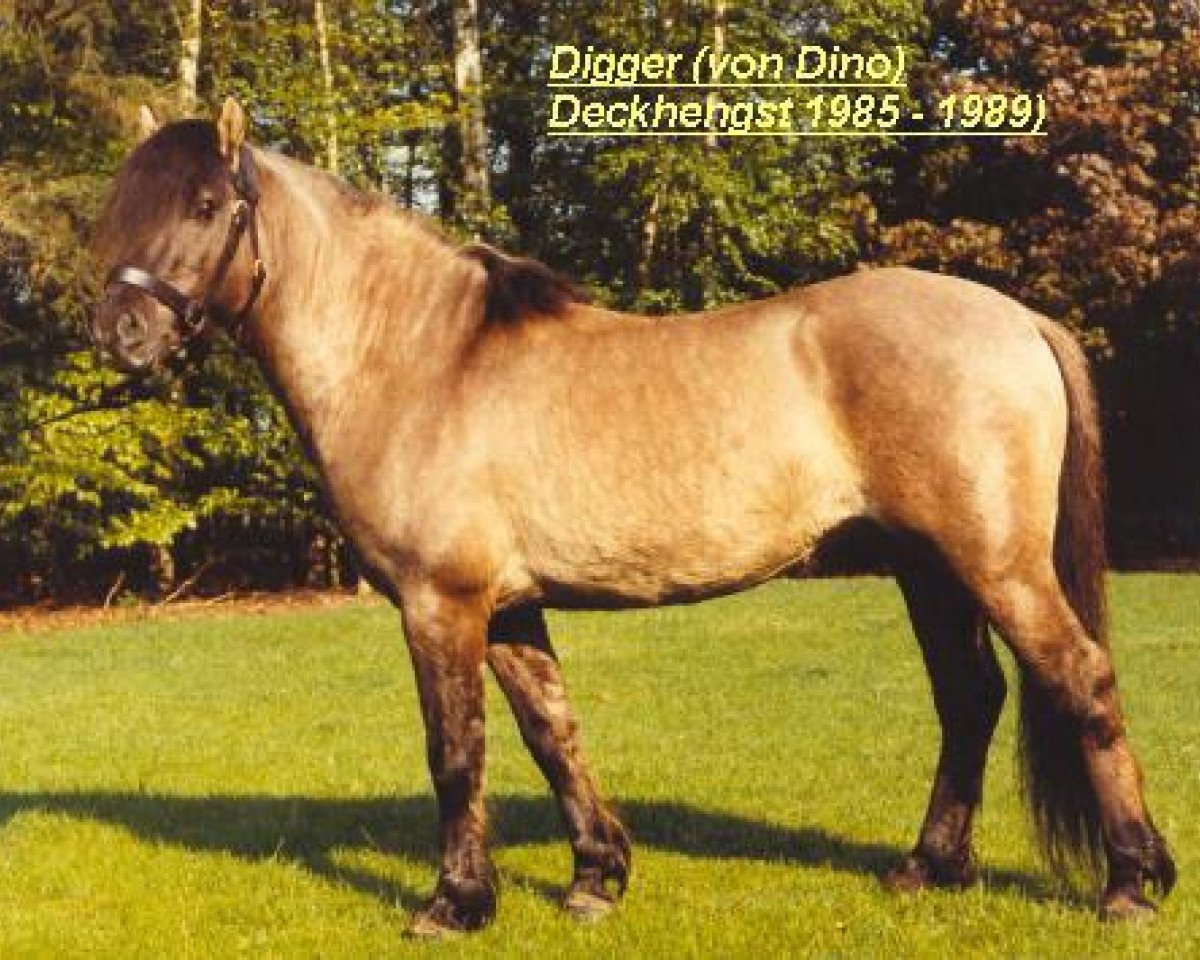 dressage horse Digger (Duelmener, 1979, from Dingo)