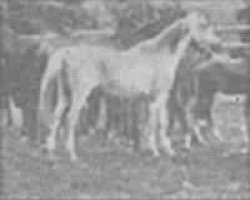 broodmare Jaskolka 1891 ox (Arabian purebred, 1891, from Rhymnik ox)