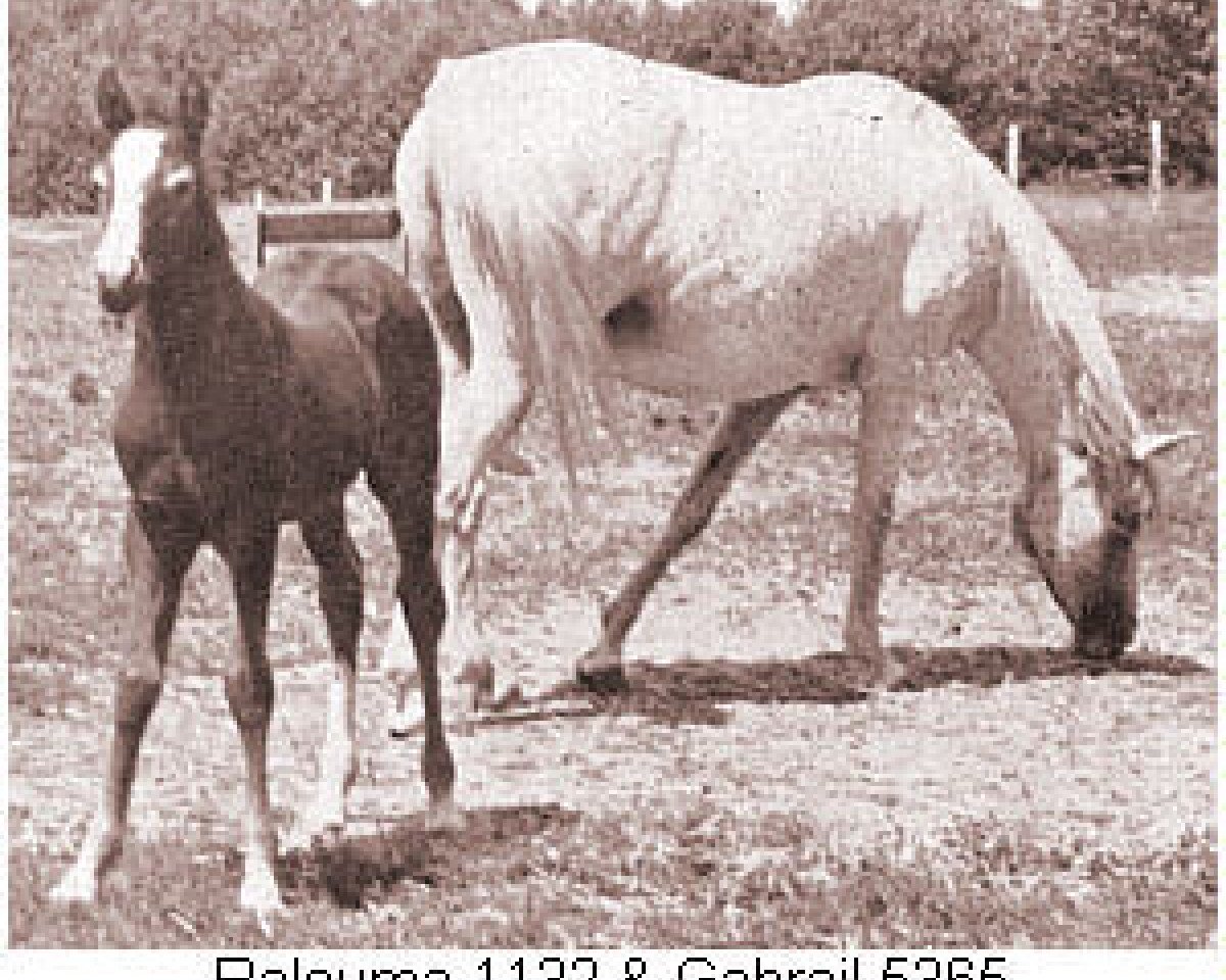 broodmare Ralouma 1935 ox (Arabian purebred, 1935, from Raseyn 1923 ox)