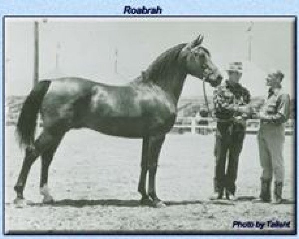 stallion Roabrah 1937 ox (Arabian purebred, 1937, from Rahas ox)