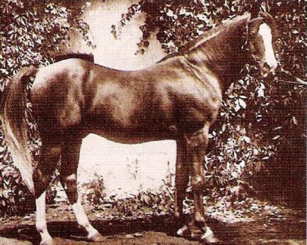 Deckhengst Raseem 1922 ox (Vollblutaraber, 1922, von Rasim 1906 ox) Deckhengst Raseem 1922 ox (Vollblutaraber, 1922, von Rasim 1906 ox)