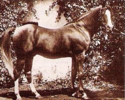 stallion Raseem 1922 ox (Arabian purebred, 1922, from Rasim 1906 ox)