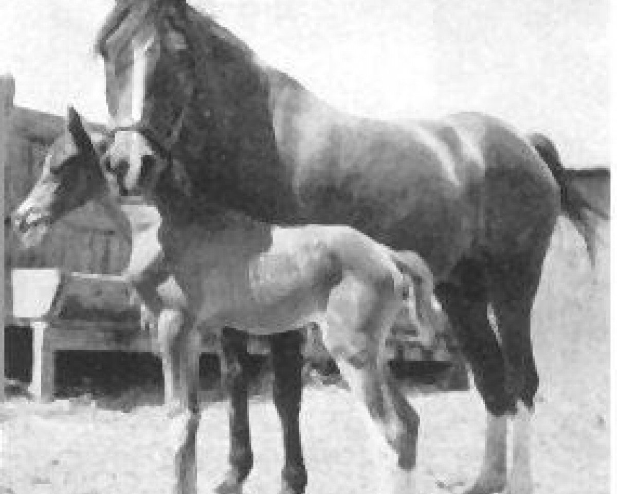 broodmare Indaia 1927 EAO (Arabian purebred, 1927, from Raseem 1922 ox)