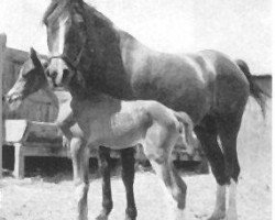 broodmare Indaia 1927 EAO (Arabian purebred, 1927, from Raseem 1922 ox)