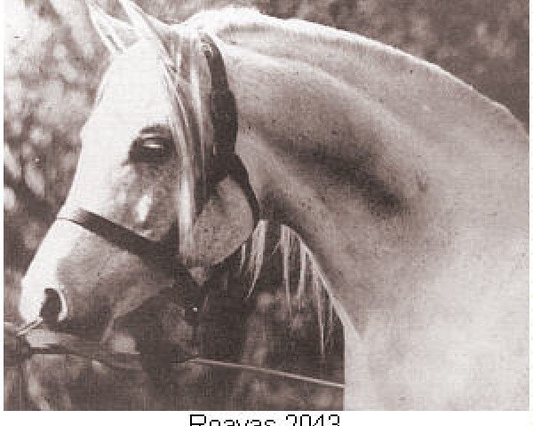 stallion Roayas 1941 ox (Arabian purebred, 1941, from Roabrah 1937 ox)