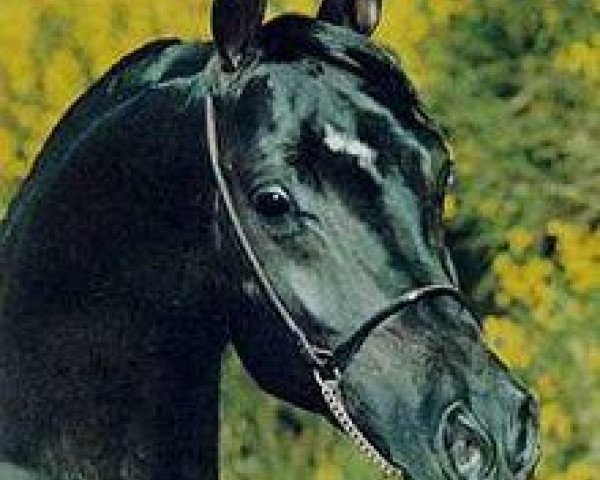 Pferd El Mokhtar 1971 EAO (Vollblutaraber, 1971, von Galal 1959 EAO)