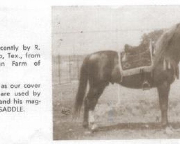 stallion Hanrah 1939 ox (Arabian purebred, 1939, from Hanad 1922 ox)