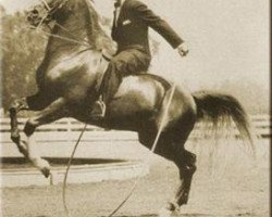 stallion Hanad 1922 ox (Arabian purebred, 1922, from Deyr 1904 DB)