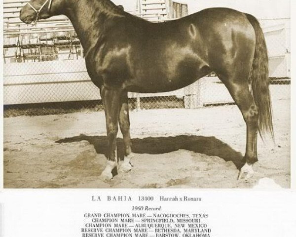 broodmare La Bahia 1958 ox (Arabian purebred, 1958, from Hanrah 1939 ox) broodmare La Bahia 1958 ox (Arabian purebred, 1958, from Hanrah 1939 ox)