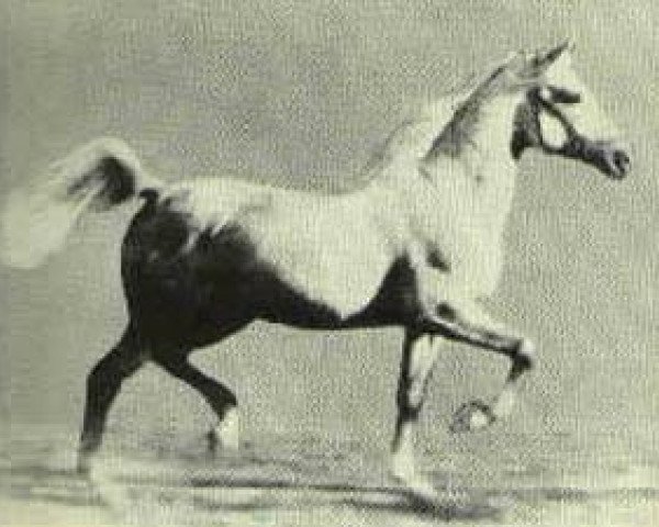 stallion Raffles ox (Arabian purebred, 1926, from Skowronek 1909 ox)