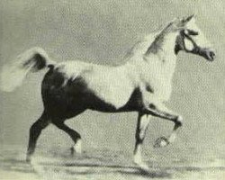 stallion Raffles ox (Arabian purebred, 1926, from Skowronek 1909 ox)