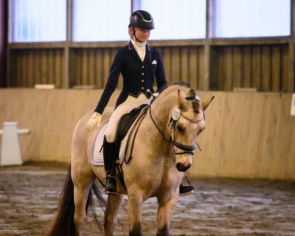 Dressurpferd Beachboy (Welsh-Cob (Sek. D), 2008, von Cockmoor Brenin Ebrill)