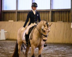 Dressurpferd Beachboy (Welsh-Cob (Sek. D), 2008, von Cockmoor Brenin Ebrill)