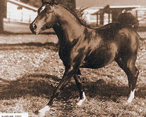 Deckhengst Rapture 1946 ox (Vollblutaraber, 1946, von Raffles ox)