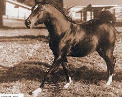 stallion Rapture 1946 ox (Arabian purebred, 1946, from Raffles ox)