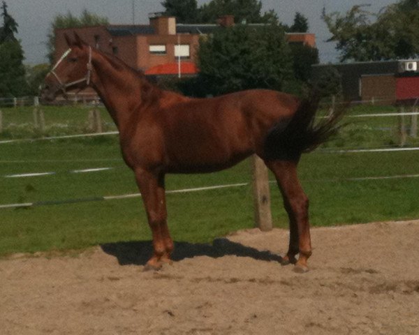 horse Gina (Westphalian, 1997, from Gracioso)