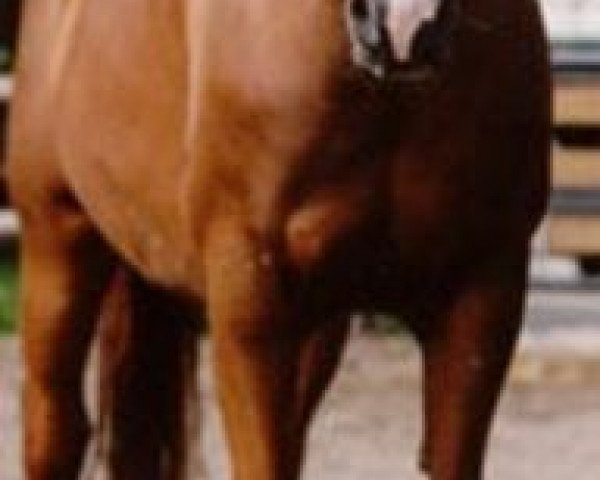 broodmare Pulcinella (Bavarian, 1995, from Piaster)