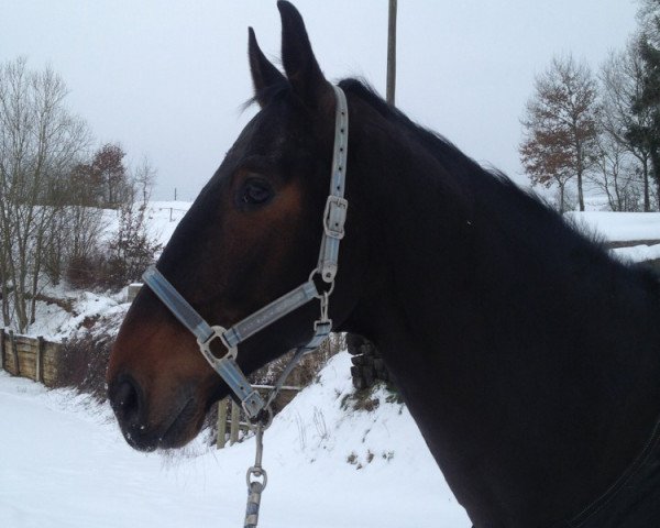 horse Dainty Motion (Hanoverian, 2004, from Don Vino)