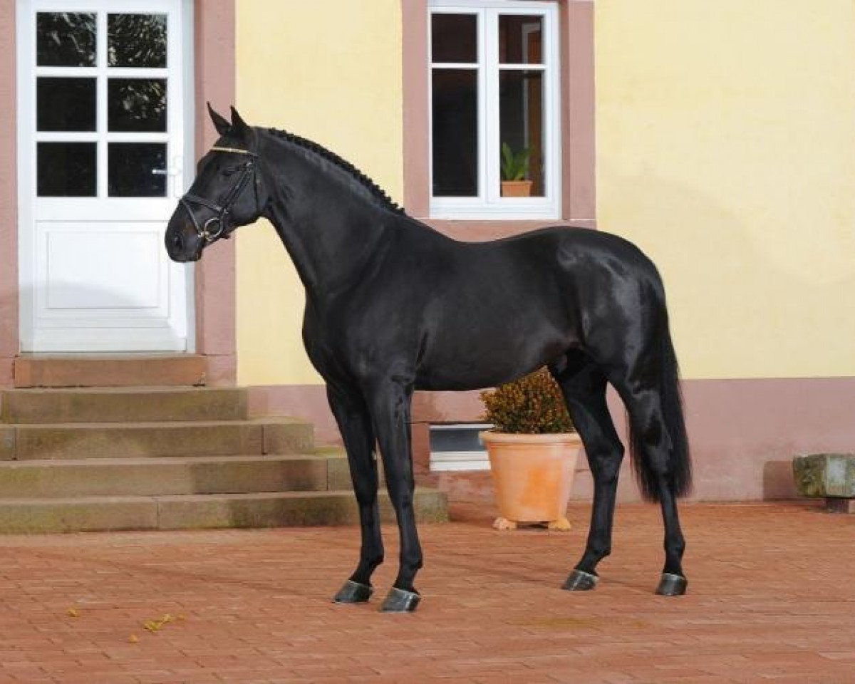 Deckhengst Thorgal de Kezeg (Selle Français, 2007, von Douglas)