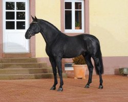 stallion Thorgal de Kezeg (Selle Français, 2007, from Douglas)