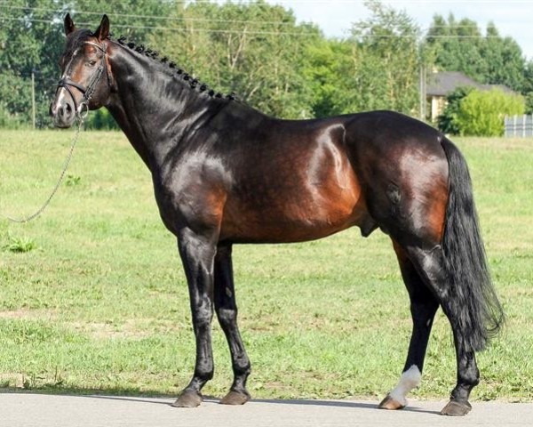 Deckhengst Willy (Westfale, 1997, von Weltrat)
