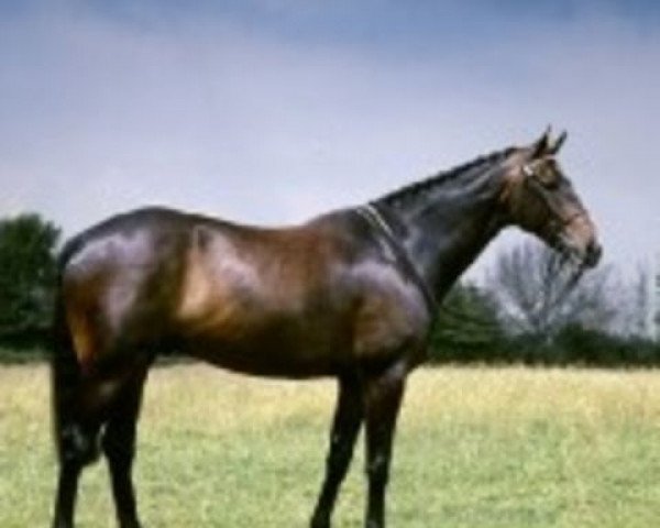 stallion Right Royal V xx (Thoroughbred, 1958, from Owen Tudor xx) stallion Right Royal V xx (Thoroughbred, 1958, from Owen Tudor xx)